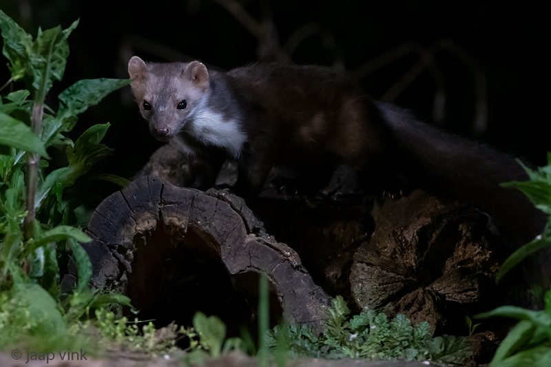 Beech Marten - Steenmarter - Martes foina