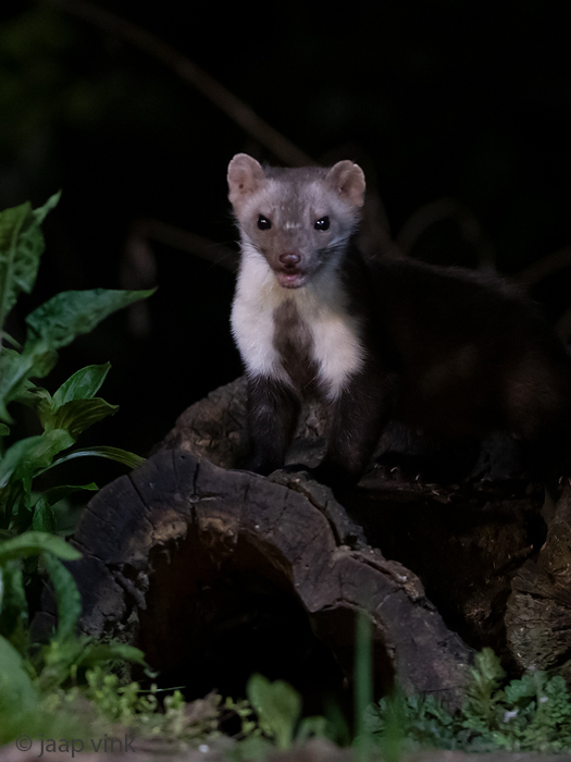 Beech Marten - Steenmarter - Martes foina