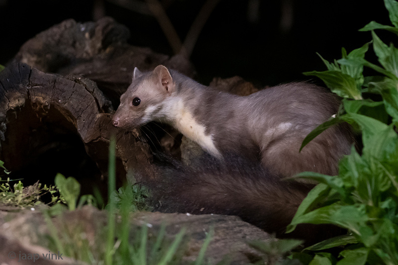Beech Marten - Steenmarter - Martes foina