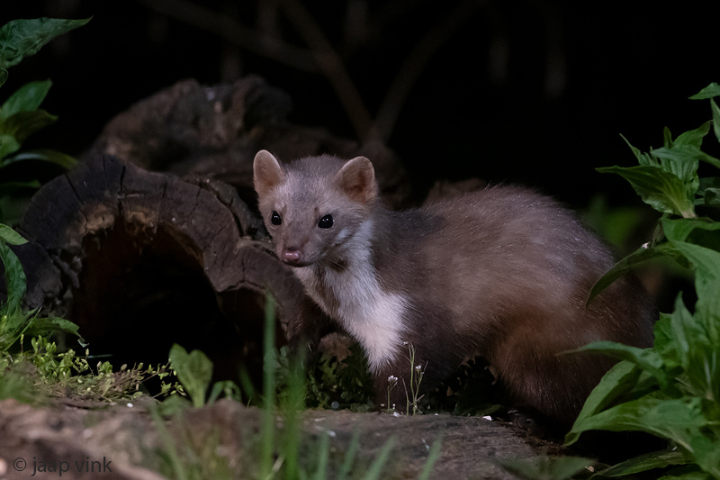 Beech Marten - Steenmarter - Martes foina