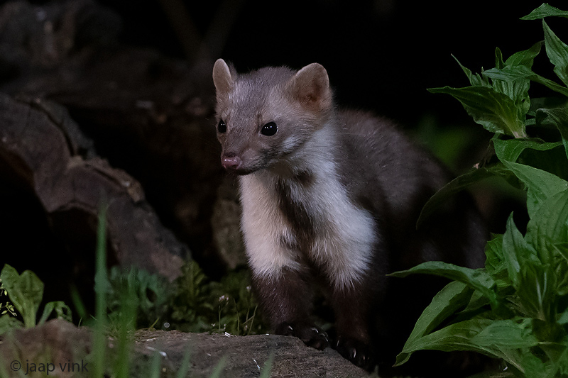 Beech Marten - Steenmarter - Martes foina
