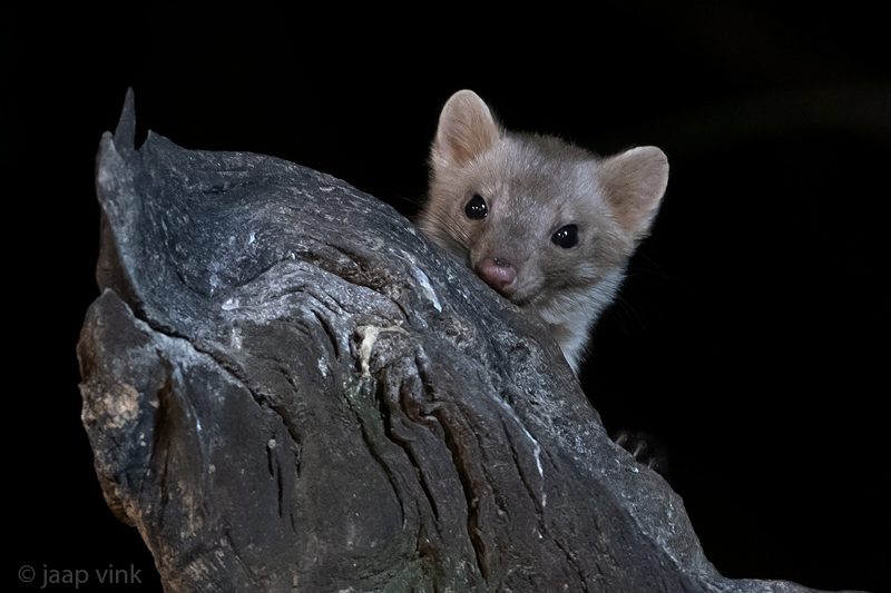 Beech Marten - Steenmarter - Martes foina