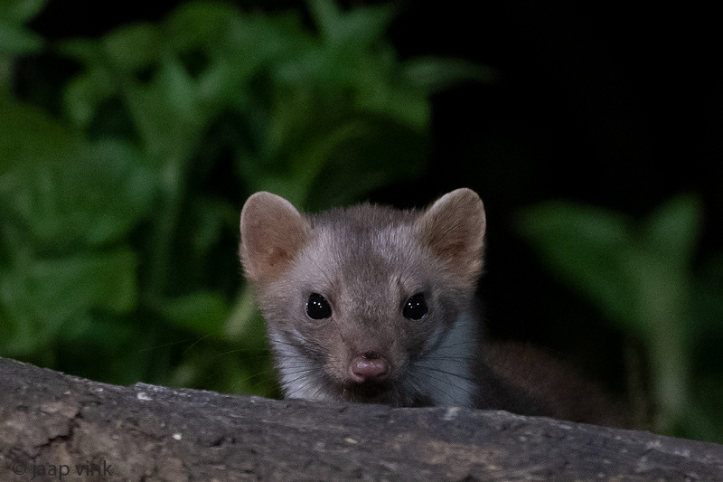 Beech Marten - Steenmarter - Martes foina