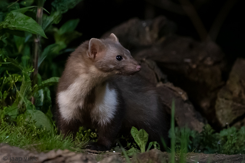Beech Marten - Steenmarter - Martes foina