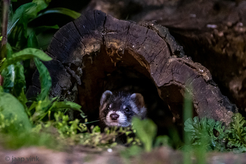 European Polecat - Bunzing - Mustela putorius