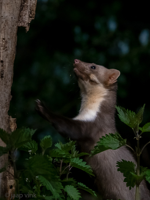 Beech Marten - Steenmarter - Martes foina