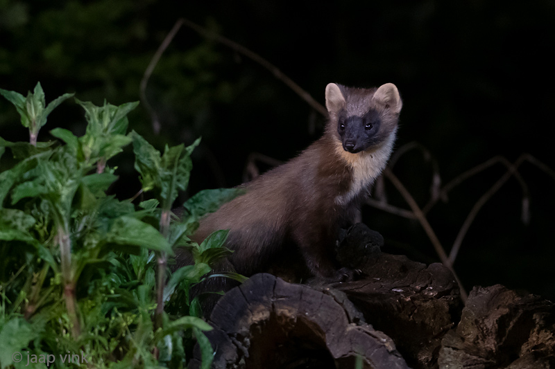 European Pine Marten - Boommarter - Martes martes