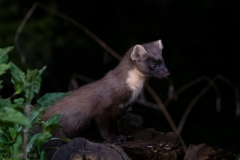 European Pine Marten - Boommarter - Martes martes