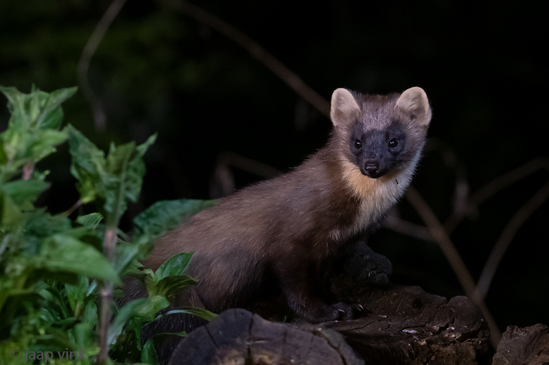 European Pine Marten - Boommarter - Martes martes