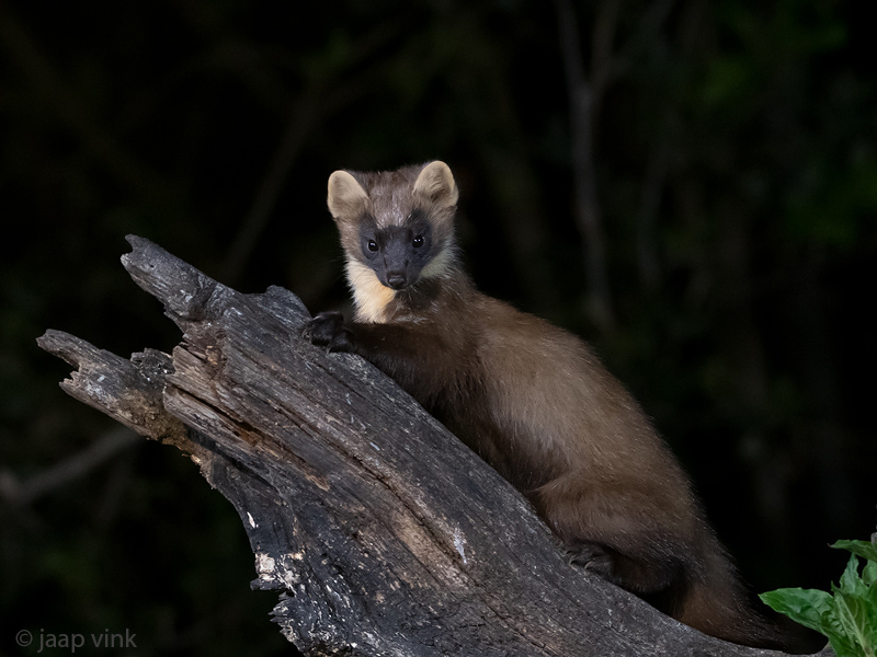 European Pine Marten - Boommarter - Martes martes