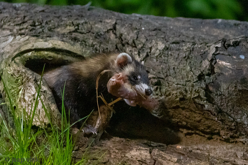 European Polecat - Bunzing - Mustela putorius