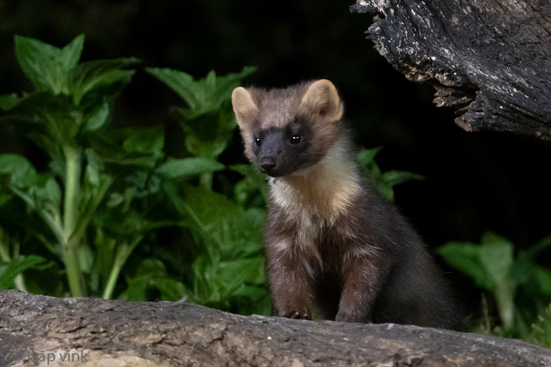 European Pine Marten - Boommarter - Martes martes