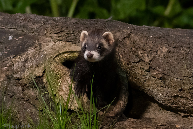 European Polecat - Bunzing - Mustela putorius