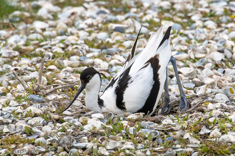 Pied Avocet - Kluut - Recurvirostra avosetta