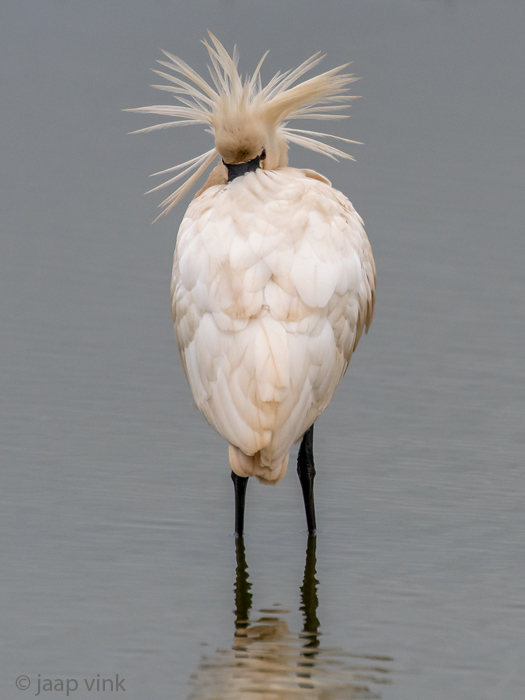 Eurasian Spoonbill - Lepelaar - Platalea leucorodia