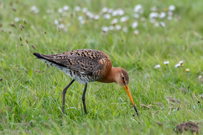 Black-tailed Godwit - Grutto - Limosa limosa