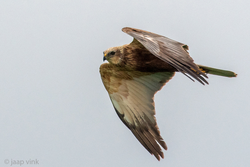 Western Marsh Harrier - Bruine Kiekendief - Circus aeruginosus