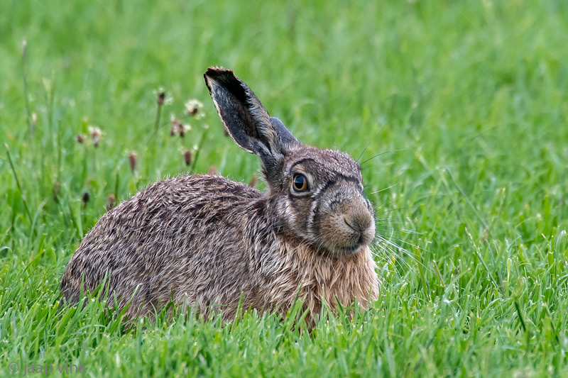 European Hare - Haas - Lepus europaeus