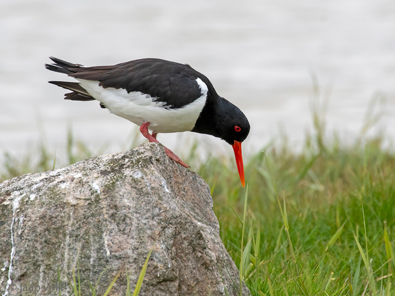 Eurasian Oystercatcher - Scholekster - Haematopus ostralegus