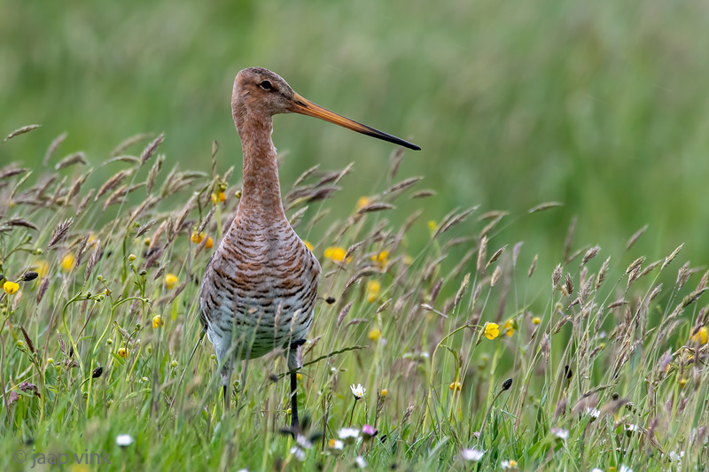 Black-tailed Godwit - Grutto - Limosa limosa