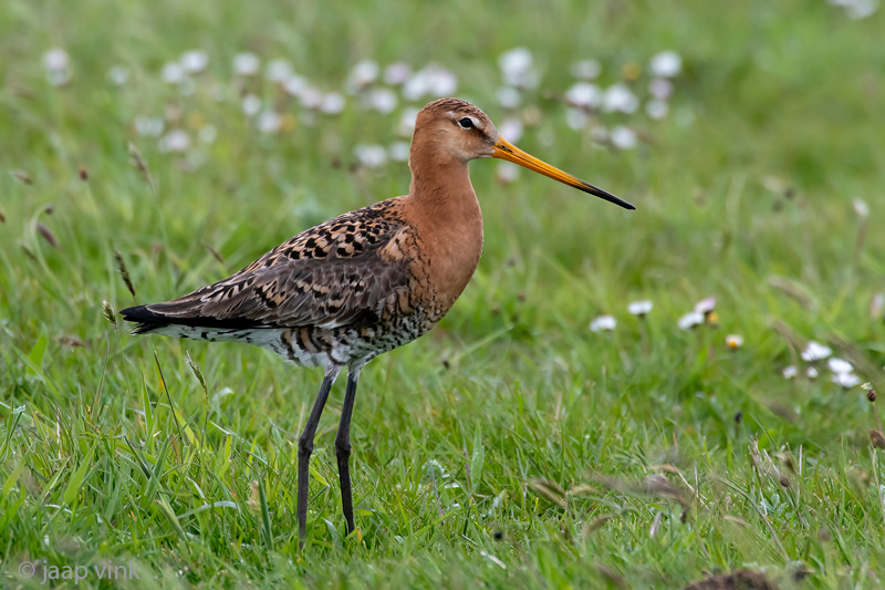 Black-tailed Godwit - Grutto - Limosa limosa