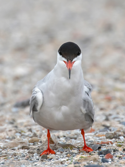 Common Tern - Visdief -  Sterna hirundo