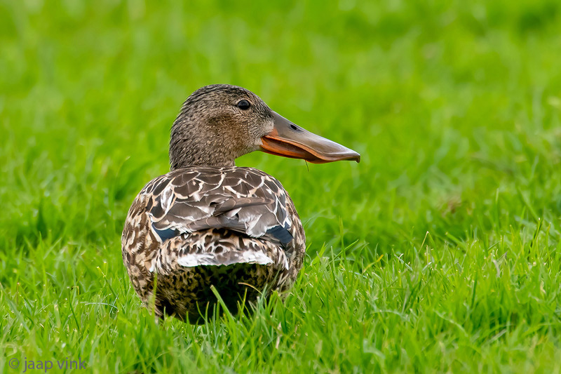Northern Shoveler - Slobeend - Spatula clypeata