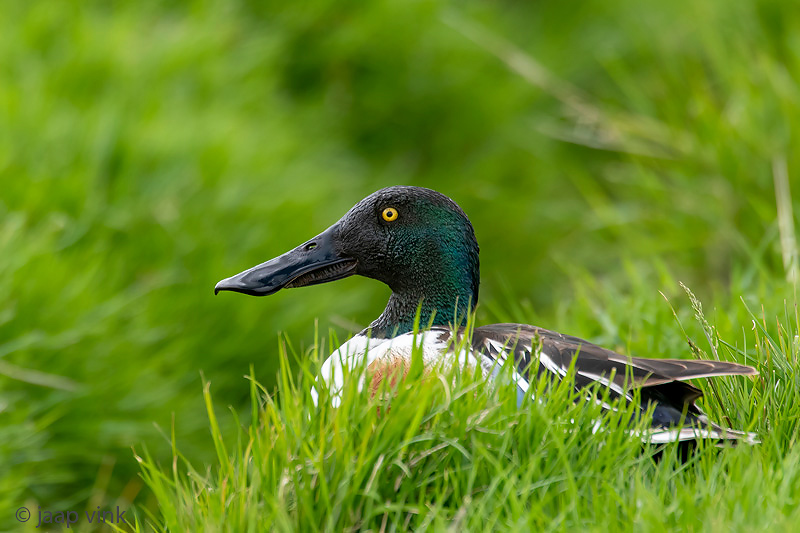 Northern Shoveler - Slobeend - Spatula clypeata