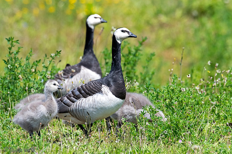 Barnacle Goose - Brandgans - Branta leucopsis
