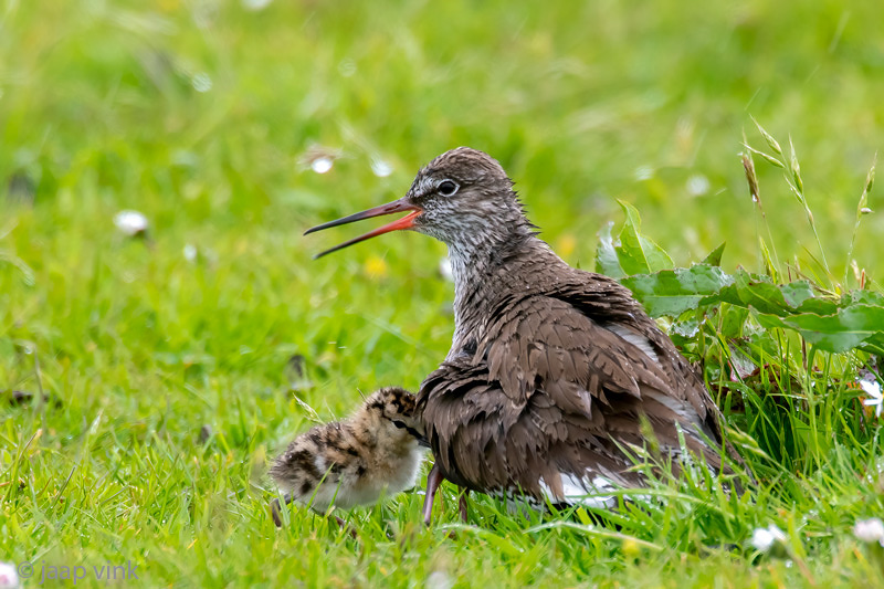 Common Redshank - Tureluur - Tringa totanus
