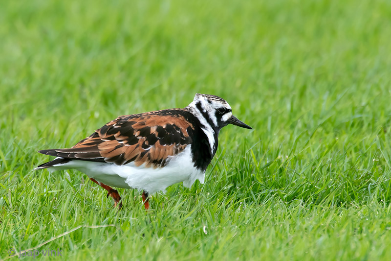 Ruddy Turnstone - Steenloper - Arenaria interpres