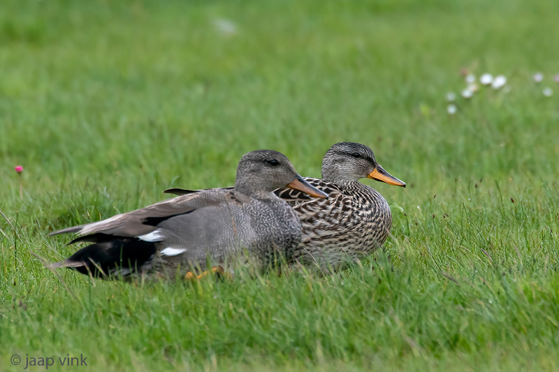 Gadwall - Krakeend - Mareca strepera