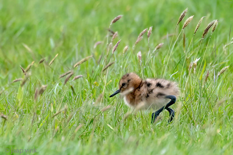 Black-tailed Godwit - Grutto - Limosa limosa