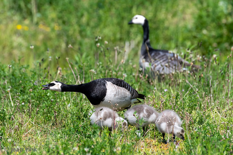 Barnacle Goose - Brandgans - Branta leucopsis