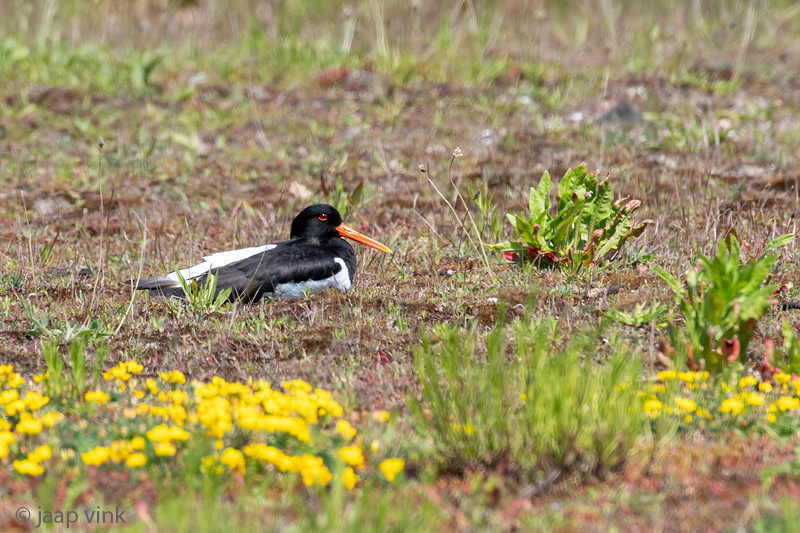 Eurasian Oystercatcher - Scholekster - Haematopus ostralegus