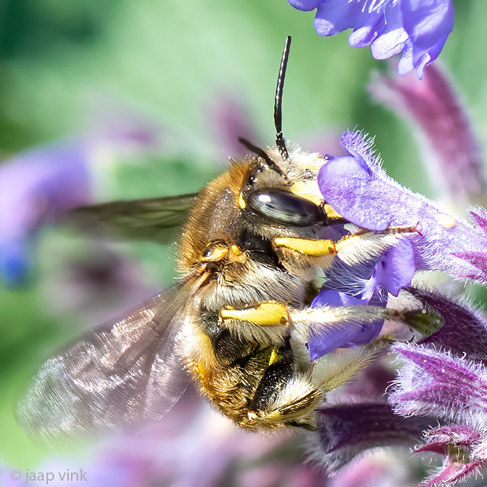 European Wool Carder Bee - Grote Wolbij - Anthidium manicatum