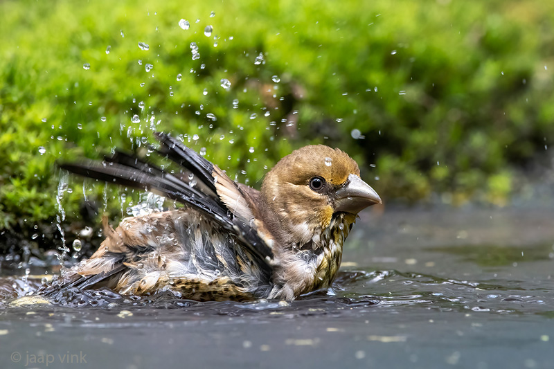 Hawfinch - Appelvink - Coccothraustes coccothraustes