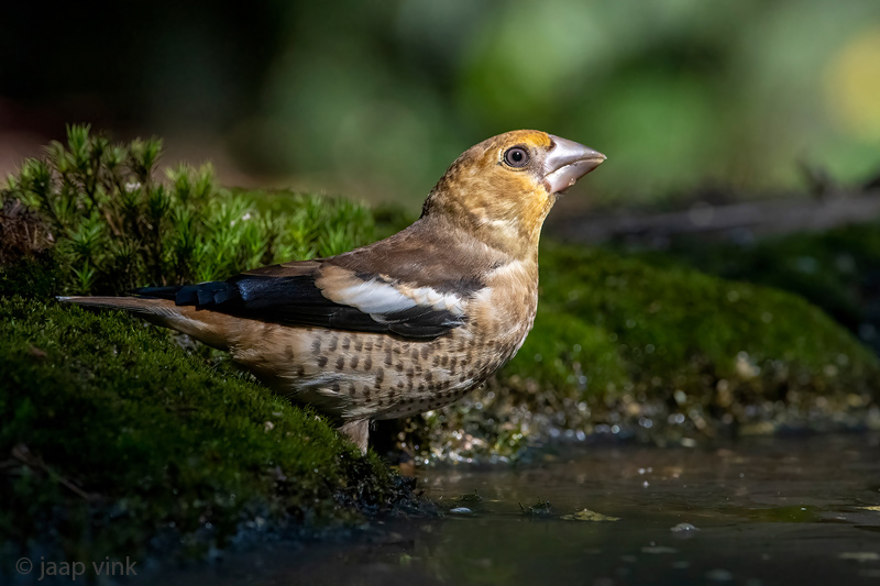 Hawfinch - Appelvink - Coccothraustes coccothraustes