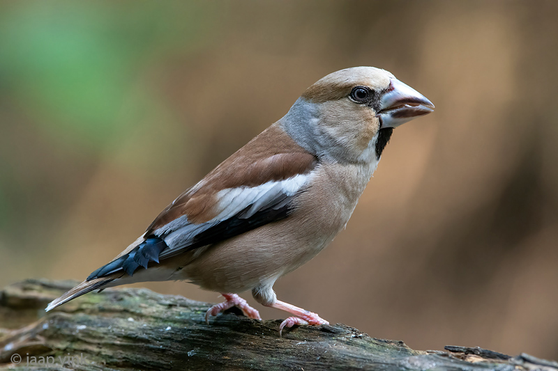 Hawfinch - Appelvink - Coccothraustes coccothraustes