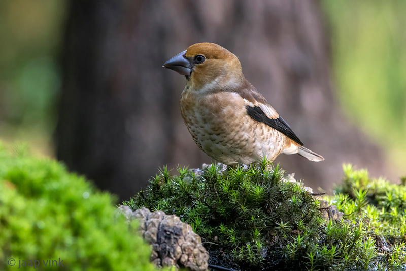 Hawfinch - Appelvink - Coccothraustes coccothraustes