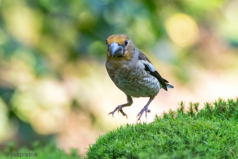 Hawfinch - Appelvink - Coccothraustes coccothraustes