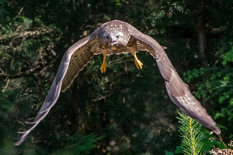 Common Buzzard - Buizerd - Buteo buteo