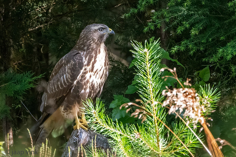 Common Buzzard - Buizerd - Buteo buteo