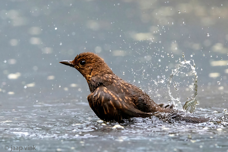 Common Blackbird - Merel - Turdus merula