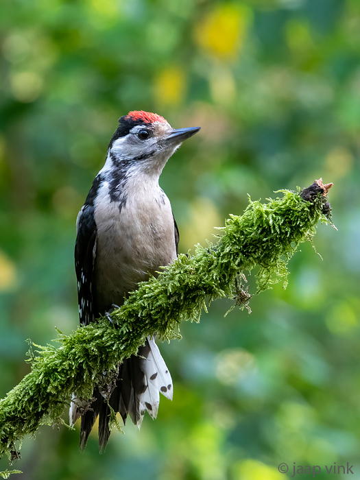 Great Spotted Woodpecker - Grote Bonte Specht - Dendrocopos major