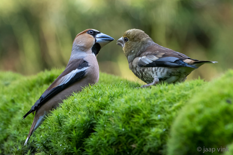 Hawfinch - Appelvink - Coccothraustes coccothraustes