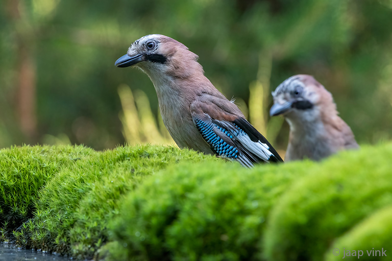Eurasian Jay - Gaai - Garrulus glandarius