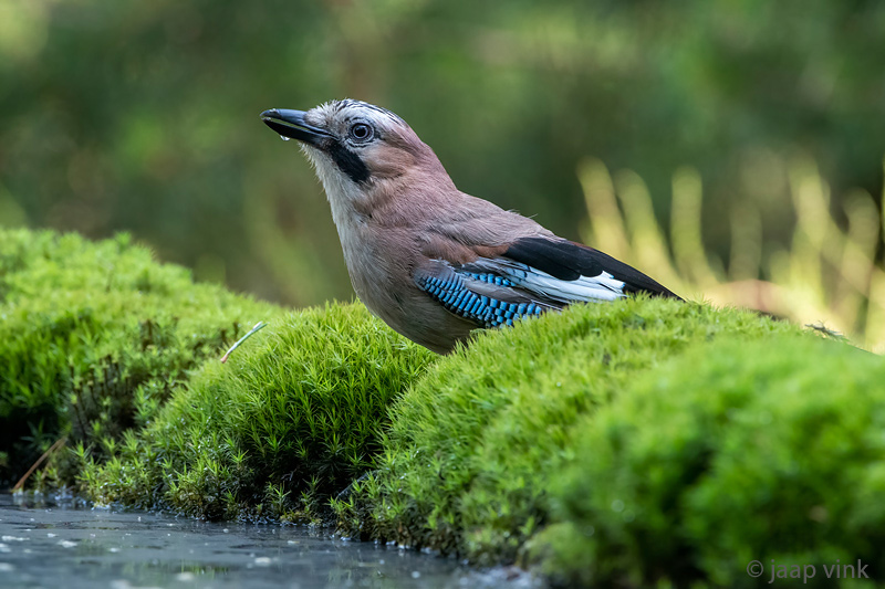 Eurasian Jay - Gaai - Garrulus glandarius