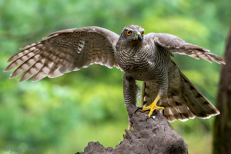 Northern Goshawk - Havik - Accipiter gentilis