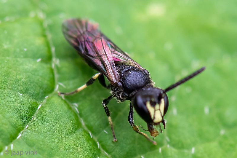 Hylaeinae - Gewone Maskerbij - Hylaeus communis
